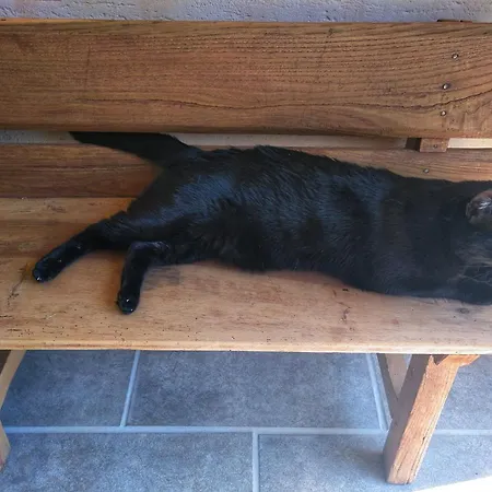 El Gato Negro